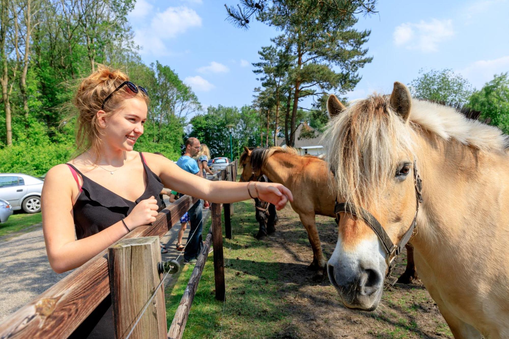 Camping De Reeenwissel Hoogersmilde ภายนอก รูปภาพ